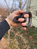 Texas Indigo Snake Juvenile