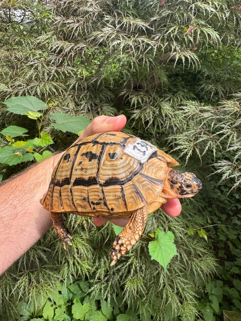 Libyan Greek Tortoise Adult Male