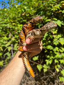 Red Niger Uromastyx Adult Pair