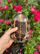Reeves Turtles Adult Female