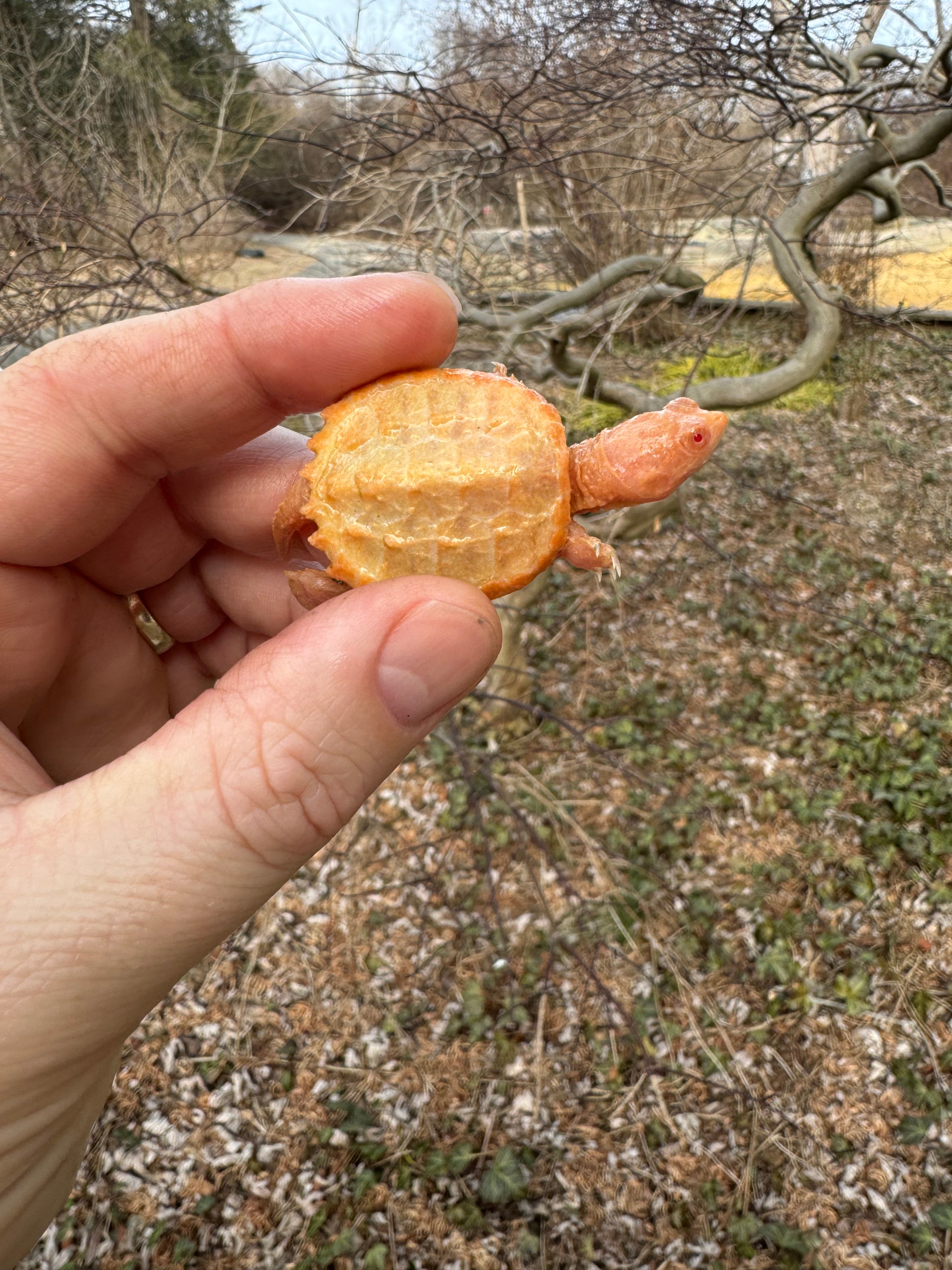 Baby Albino Common Snapping Turtles For Sale | American Reptile ...