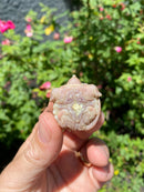 Albino Florida Snapping Turtle 2026
