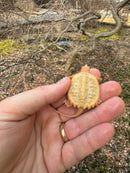 Baby Albino Common Snapping Turtle Female