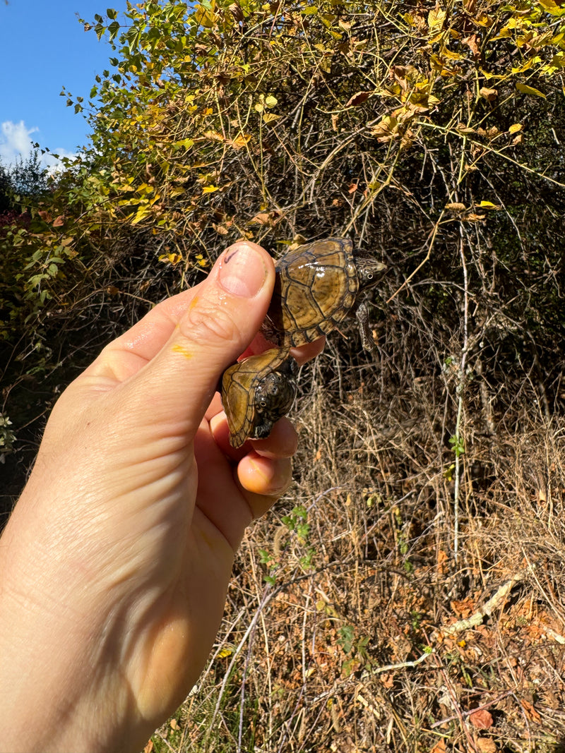 Stripe-necked Musk Turtle Juvenile Pair