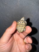 Hi White Concentric Diamondback Terrapin 2025