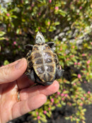 Hi White Concentric Diamondback Terrapin 2025
