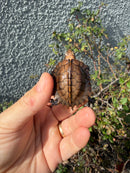 Southern Keeled Box Turtle Baby