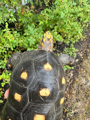 Red Foot Tortoise Adult Male