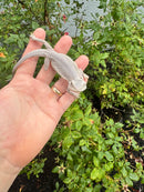 Hypo Zero Bearded Dragon