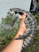 Blue Tegu Adult Male Breeder