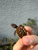 Hi Color Eastern Box Turtle Baby