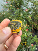 Golden Flame Florida Red Bellied Turtle 2026