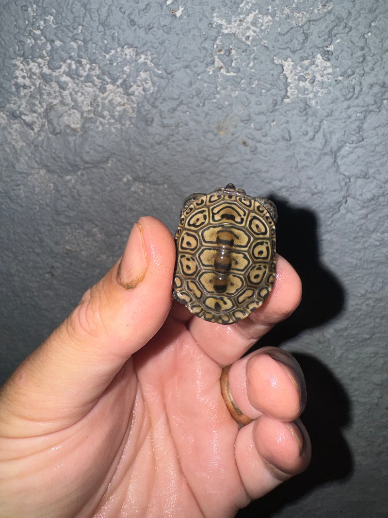 Hi White Concentric Diamondback Terrapin 2024