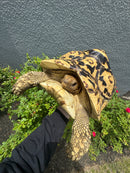 HI White Leopard Tortoise Adult Female