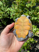 Adult Northern Diamondback Terrapin Male