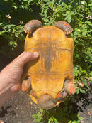 Red Foot Tortoise Adult Female