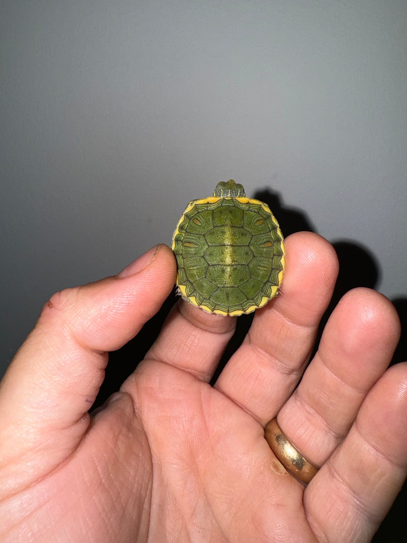 Genetic Pastel Red Eared Slider Turtle 2024