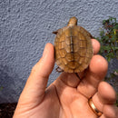 Vietnamese Three-striped Box Turtle
