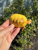 Albino Heiroglyphic River Cooter Turtle