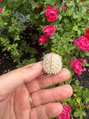 Albino Florida Snapping Turtle 2026