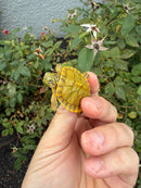 Albino T+ Penninsula Cooter Turtle 2026