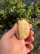 Albino Reeves Turtle Pair