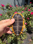 Twist-necked Turtle LTC Female