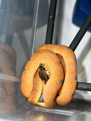 Amazon Tree Boa Baby 2023 CB