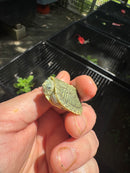 Pastel Clown Red Eared Slider Turtle 2025