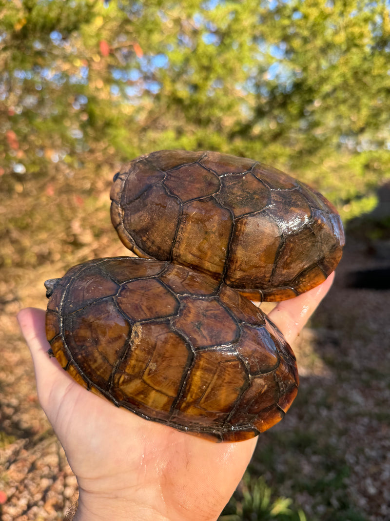 White Lipped Mud Turtle Adult Pair