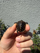 Hi Color Eastern Box Turtle Baby