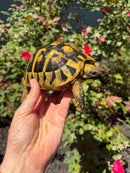Eastern Hermann's Tortoise Adult Female