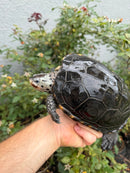 Adult Mississippi Diamondback Terrapin Female