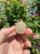 Albino Florida Snapping Turtle 2026