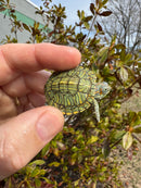 Mitch Clown Red Eared Slider Turtle