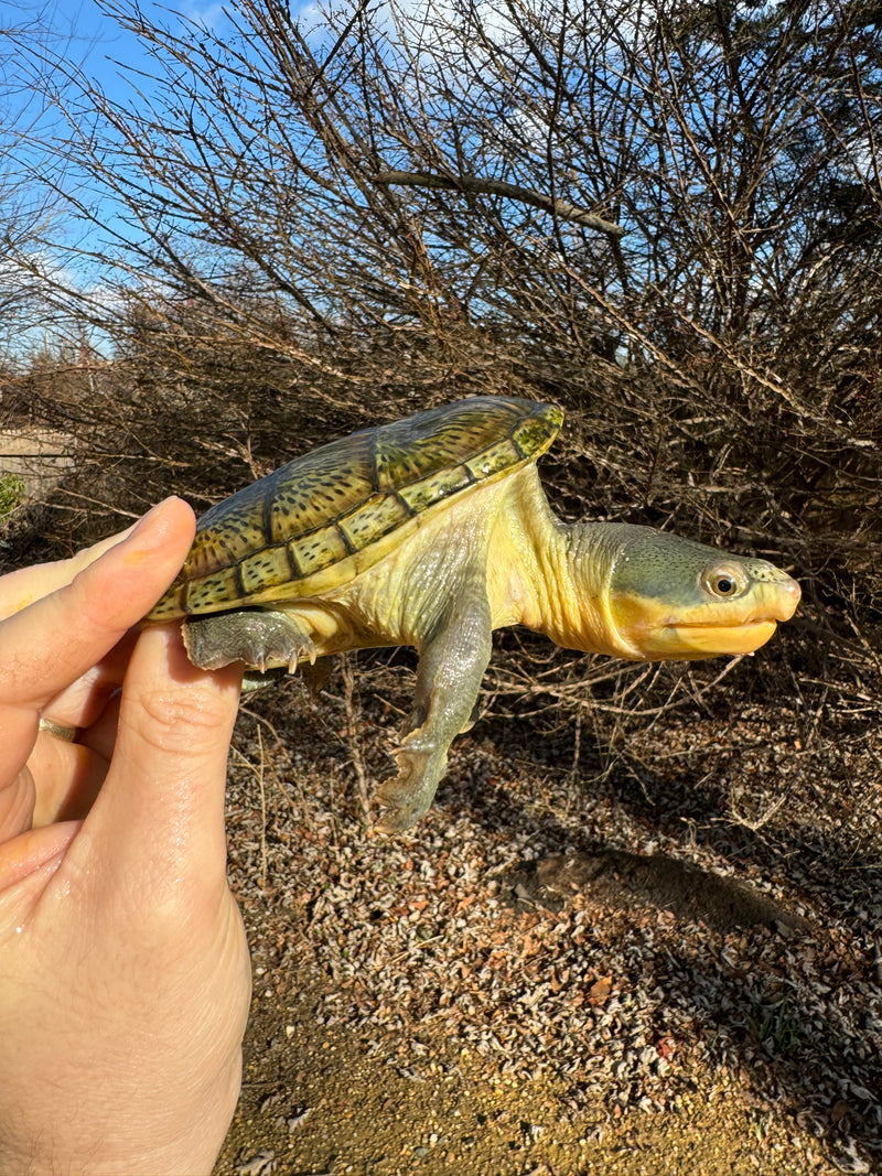 Vampire Musk Turtle Adult Pair