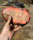 Northern Red Bellied Turtle Adult Pair