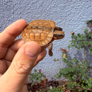Vietnamese Three-striped Box Turtle