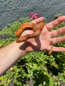 Red Salt Marsh Water Snake Adult Female