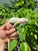 Snow Green Iguana 2024