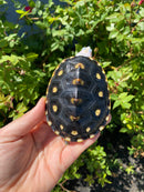 Ornate Diamondback Terrapin Female