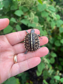 HI YELLOW Florida Box Turtle Baby