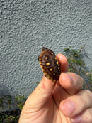 Hi Color Eastern Box Turtle Baby