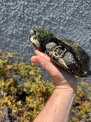 European Pond Turtle Adult Pair