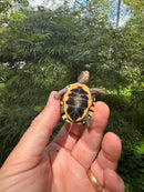 Hi Color Orange Baby Eastern Box Turtle