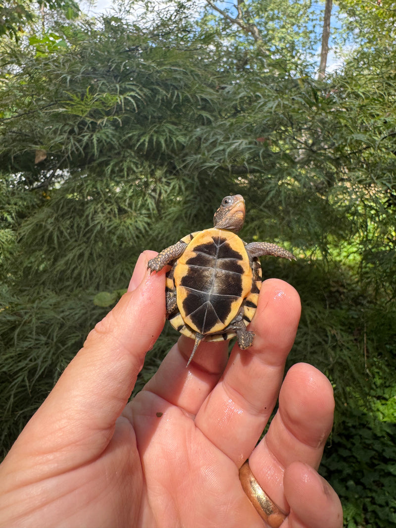 Hi Color Orange Baby Eastern Box Turtle