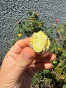 Pastel Clown Yellow Bellied Turtle 2026
