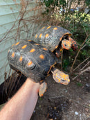 Barbados Red Foot Tortoise Adult Pair (Chelonoidis carbonaria)