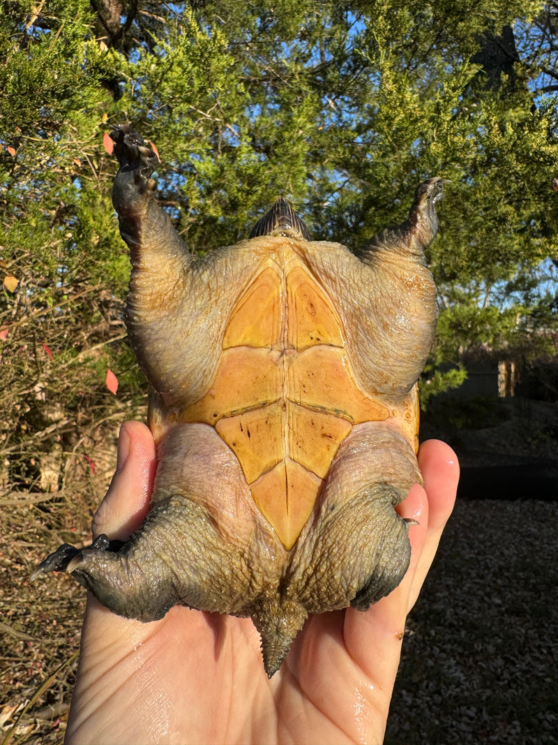 Vampire Musk Turtle Adult Pair