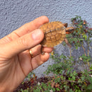 Vietnamese Three-striped Box Turtle